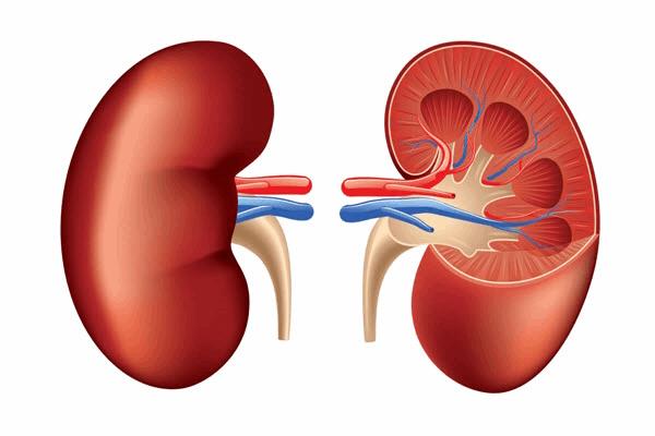 kidneydiseases:linkbetweenantiageinghormoneanddiabetes